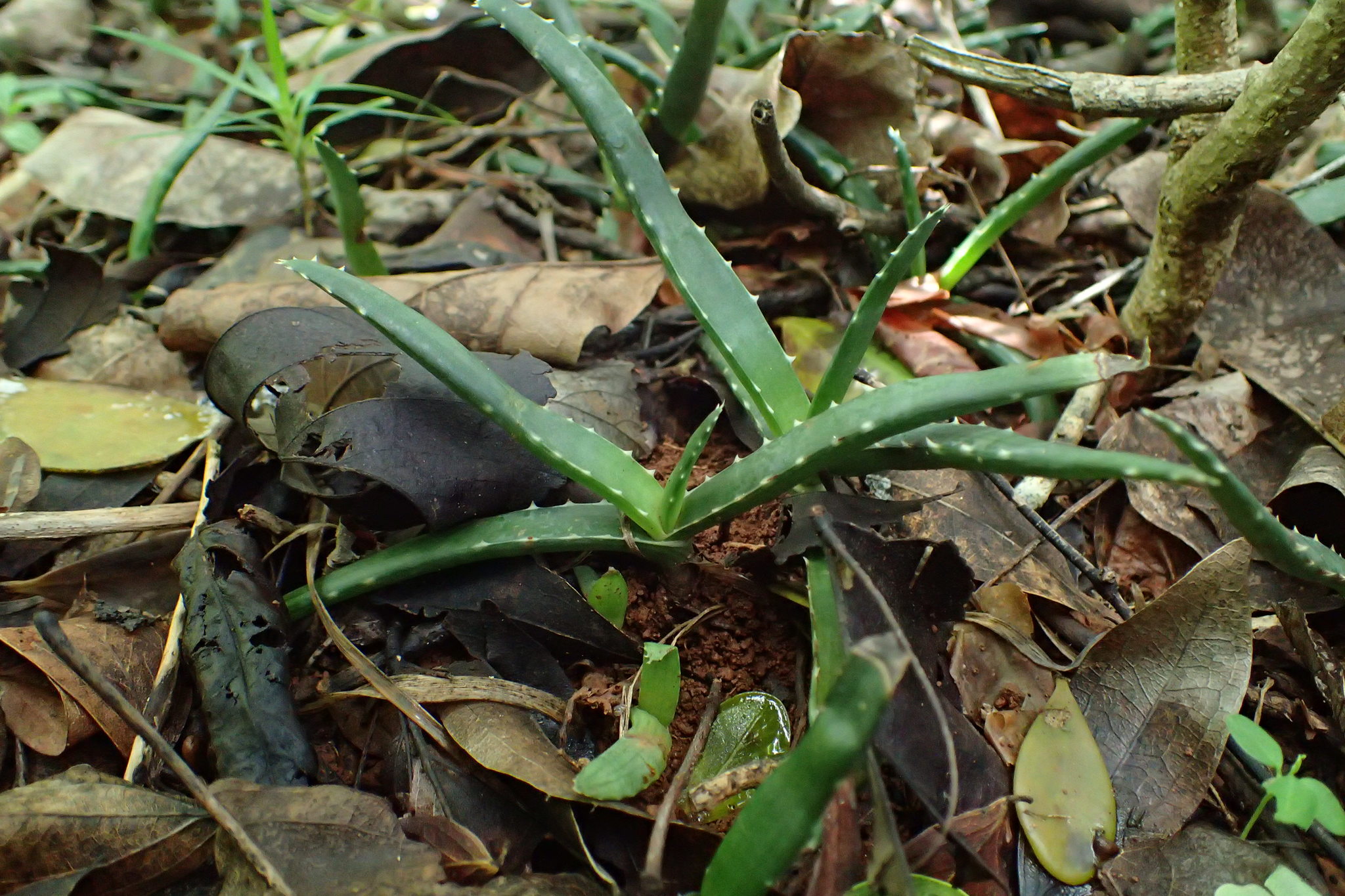 Aloe anivoranoensis
