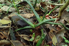 Aloe anivoranoensis