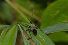 Rhynocoris marginellus
