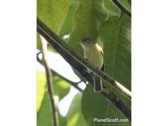 Vireo latimeri