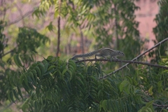 Funambulus palmarum