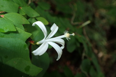 Meliaceae
