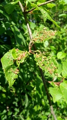 Eriophyes emarginatae