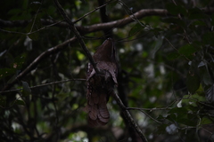 Batrachostomus auritus