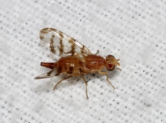 Euphranta canadensis