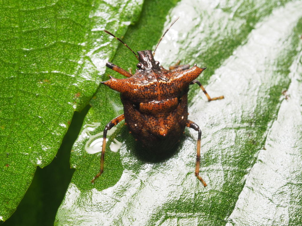 Aeschrocoris obscurus