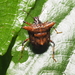 Aeschrocoris obscurus - Photo (c) 周業偉, some rights reserved (CC BY-NC), uploaded by 周業偉