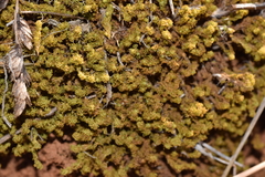 Tortella squarrosa
