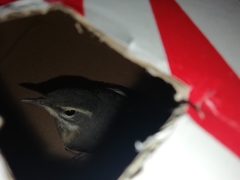 Motacilla cinerea