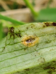 Puccinia sessilis