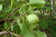 Capurodendron