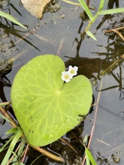 Nymphoides aquatica