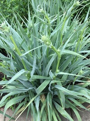 Eryngium yuccifolium