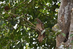 Batrachostomus auritus