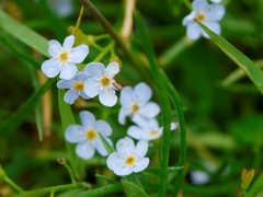 Myosotis rehsteineri