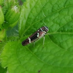 Macugonalia leucomelas