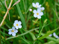 Myosotis rehsteineri