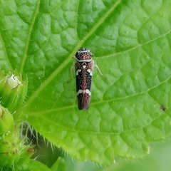 Macugonalia leucomelas