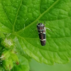 Macugonalia leucomelas