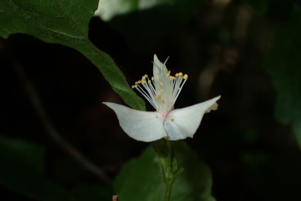 Tisonia palmatinervis