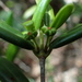 Pyrostria oleifolia - Photo (c) Landy Rita, alguns direitos reservados (CC BY-NC), uploaded by Landy Rita