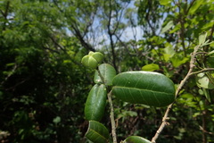 Zanthoxyloideae