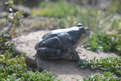 Pleurodema bufoninum