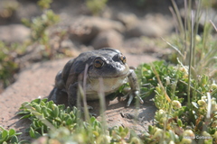 Pleurodema bufoninum