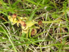 Ophrys fusca funerea