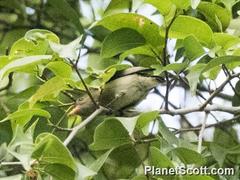 Dicaeum trigonostigma