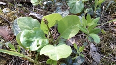 Pyrola rotundifolia