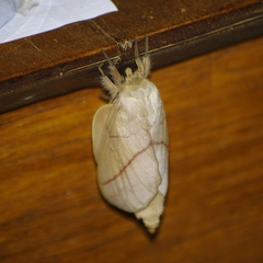 Borocera madagascariensis