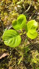 Pyrola rotundifolia