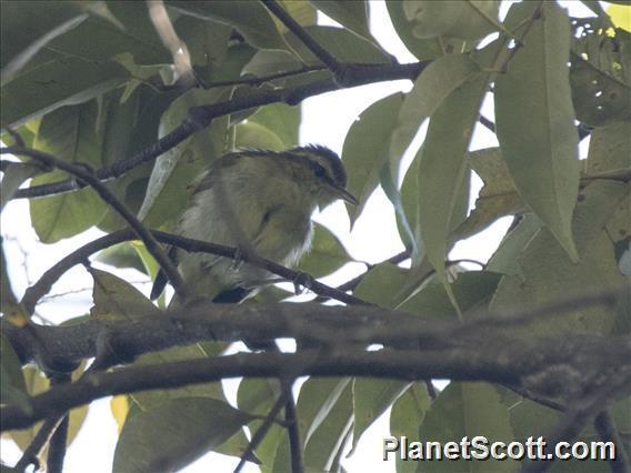 Lompobattang Leaf Warbler (Phylloscopus sarasinorum) photo
