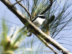 Ficedula westermanni