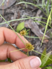 Cyperus filiculmis