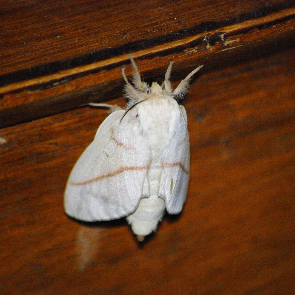 Borocera