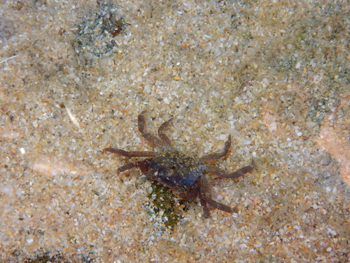 Cyclograpsus punctatus