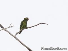 Saudareos meyeri