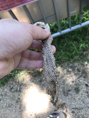 Coluber constrictor