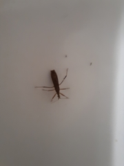 Zelus cervicalis