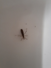 Zelus cervicalis