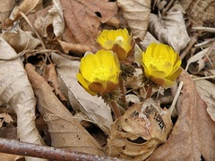 Adonis amurensis