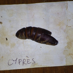 Borocera madagascariensis