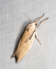 Pilostibes basivitta