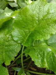 Trachystemon orientalis