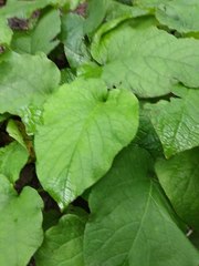 Trachystemon orientalis