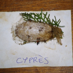 Borocera madagascariensis