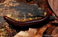 Trigoniulus macropygus