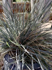 Festuca glauca